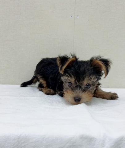 ヨークシャーテリア