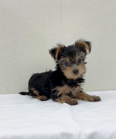 ヨークシャーテリア