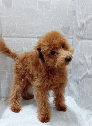 富山県のトイプードル(トイ) (ペットアミ宮野店/2025年10月24日生まれ/男の子/レッド)の子犬の1枚目の画像