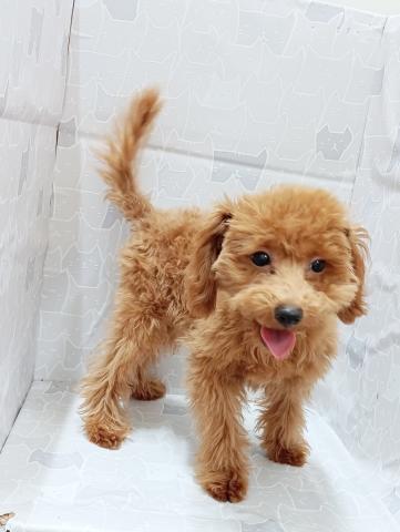 富山県のトイプードル(トイ) (ペットアミ宮野店/2025年10月24日生まれ/男の子/レッド)の子犬の2枚目の画像