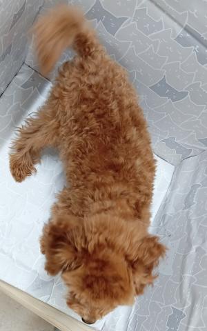 富山県のトイプードル(トイ) (ペットアミ宮野店/2025年10月24日生まれ/男の子/レッド)の子犬の3枚目の画像