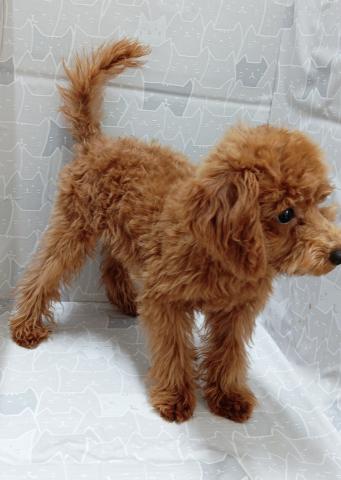 富山県のトイプードル(トイ) (ペットアミ宮野店/2025年10月24日生まれ/男の子/レッド)の子犬の4枚目の画像
