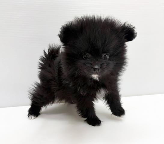 ポメラニアン