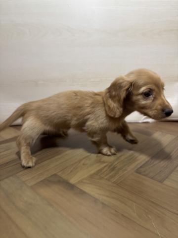 ミニチュアダックスフンド