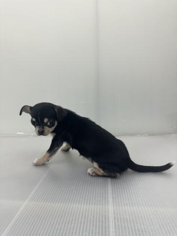 チワワ(スムースコート)