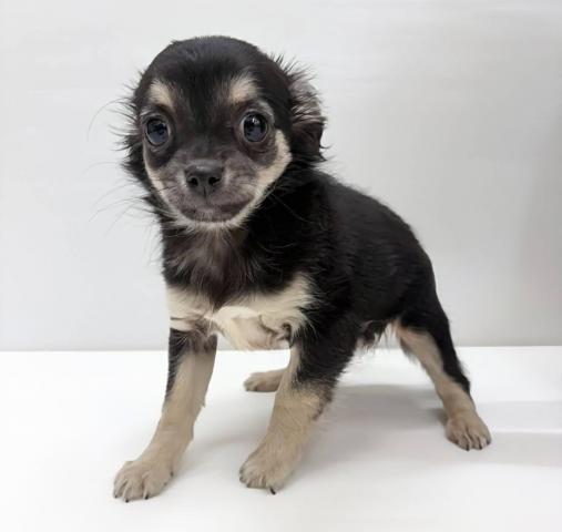 チワワ（ロングコート）