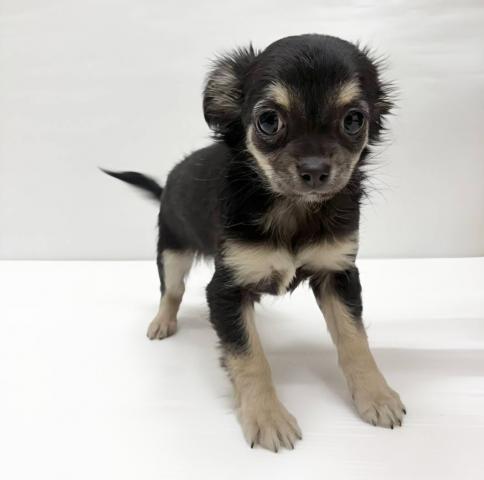 チワワ（ロングコート）