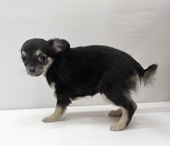 チワワ（ロングコート）