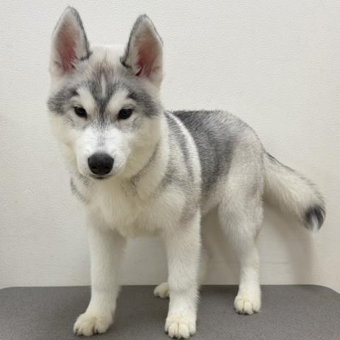 シベリアンハスキー