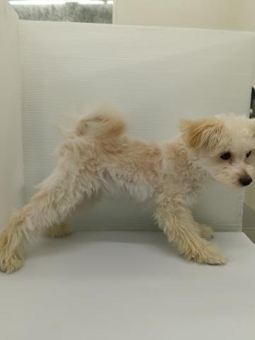 秋田県のハーフ犬・ミックス犬 (ペットアミ 本荘インター店/2025年10月20日生まれ/男の子/アプリコット)の子犬の2枚目の画像