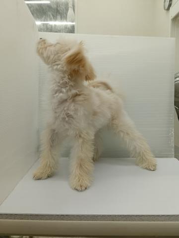 秋田県のハーフ犬・ミックス犬 (ペットアミ 本荘インター店/2025年10月20日生まれ/男の子/アプリコット)の子犬の3枚目の画像