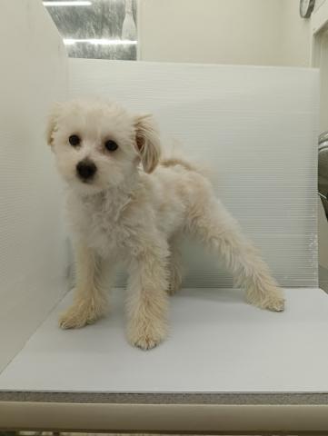 秋田県のハーフ犬・ミックス犬 (ペットアミ 本荘インター店/2025年10月20日生まれ/男の子/アプリコット)の子犬の4枚目の画像