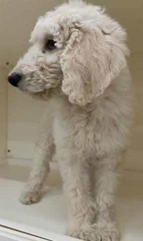 秋田県のスタンダードプードル (ペットアミ 本荘インター店/2025年11月17日生まれ/男の子/ホワイト)の子犬の3枚目の画像