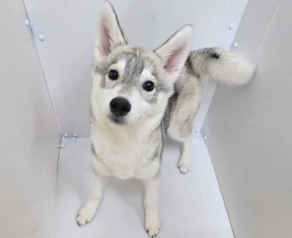 シベリアンハスキー