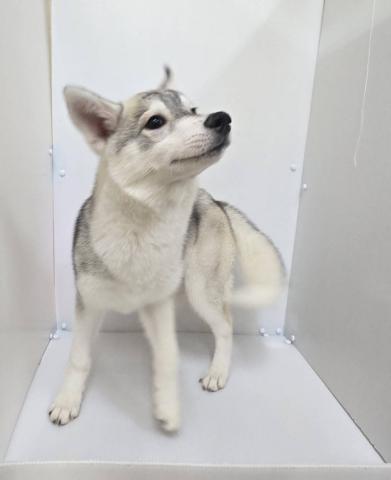 シベリアンハスキー