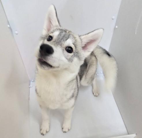 シベリアンハスキー