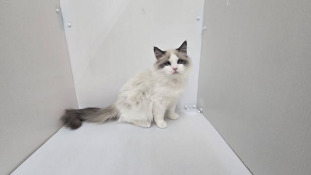 新潟県のラグドール (ペットアミ 長岡店/2025年10月2日生まれ/男の子/シールポイントバイカラー)の子猫の1枚目の画像