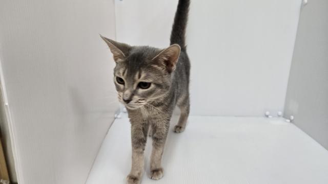 新潟県のMIX（雑種） (ペットアミ 長岡店/2025年9月7日生まれ/男の子/その他色)の子猫の2枚目の画像