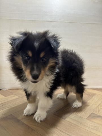 シェットランドシープドッグ