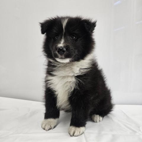 シェットランドシープドッグ