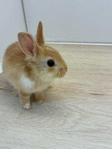 ミニウサギ