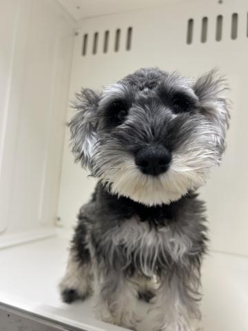 ミニチュアシュナウザー