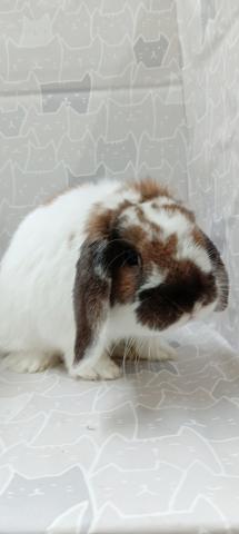 ブロークントーティスシェル