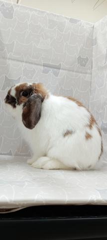 ブロークントーティスシェル