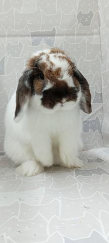 ブロークントーティスシェル