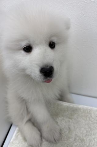 和歌山県のサモエド (ペットアミ 那賀店/2025年12月23日生まれ/女の子/ホワイト)の子犬の3枚目の画像