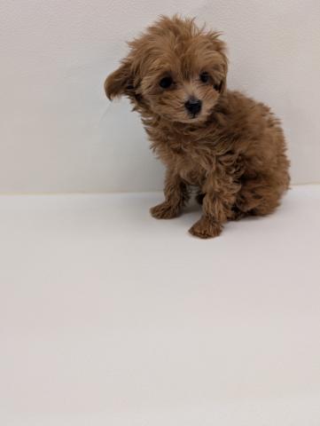 犬ハーフ（マルチーズ×トイプードル）