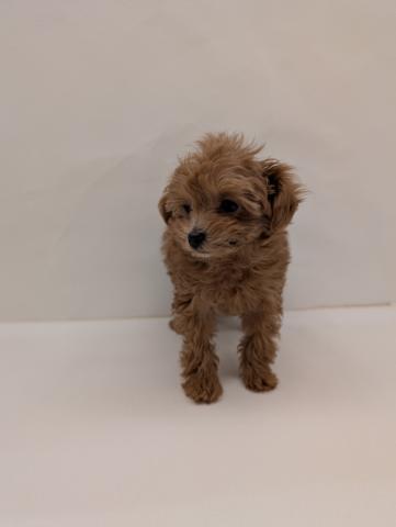 犬ハーフ（マルチーズ×トイプードル）