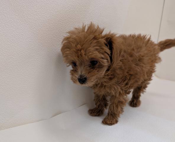 犬ハーフ（マルチーズ×トイプードル）