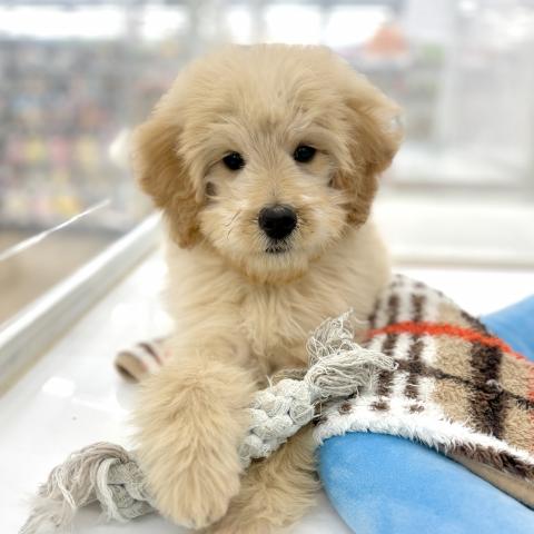 埼玉県のゴールデンドゥードゥル(ゴールデン×プードル) (NICO PET 三郷店/2025年12月17日生まれ/女の子/アプリコット)の子犬の1枚目の画像