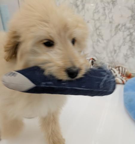 埼玉県のゴールデンドゥードゥル(ゴールデン×プードル) (NICO PET 三郷店/2025年12月17日生まれ/女の子/アプリコット)の子犬の3枚目の画像