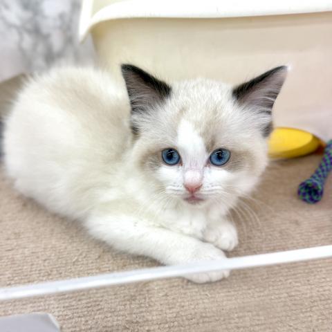 埼玉県のラグドール (NICO PET 三郷店/2025年12月27日生まれ/女の子/シールポイントバイカラー)の子猫の2枚目の画像