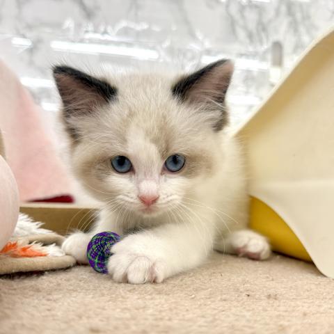 埼玉県のラグドール (NICO PET 三郷店/2025年12月27日生まれ/女の子/シールポイントバイカラー)の子猫の4枚目の画像