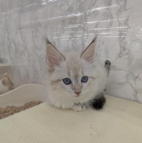 埼玉県のネヴァマスカレード (NICO PET 三郷店/2025年12月28日生まれ/女の子/シールリンクスポイント)の子猫の3枚目の画像
