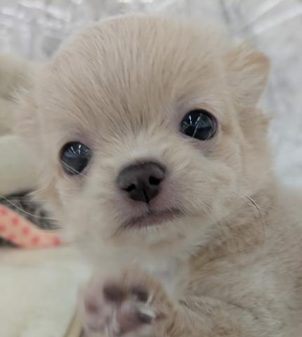 埼玉県のチワワ(ロング) (NICO PET 三郷店/2025年12月14日生まれ/男の子/クリームホワイト)の子犬の1枚目の画像