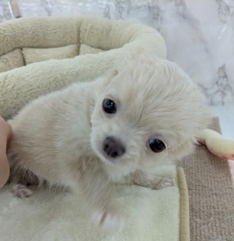 埼玉県のチワワ(ロング) (NICO PET 三郷店/2025年12月14日生まれ/男の子/クリームホワイト)の子犬の3枚目の画像