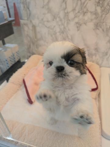 埼玉県のシーズー (NICO PET 三郷店/2025年12月10日生まれ/男の子/ホワイトゴールド)の子犬の2枚目の画像