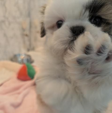 埼玉県のシーズー (NICO PET 三郷店/2025年12月10日生まれ/男の子/ホワイトゴールド)の子犬の3枚目の画像