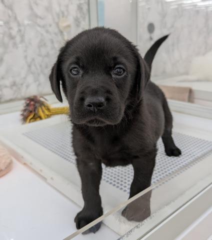 埼玉県のラブラドールレトリーバー (NICO PET 三郷店/2025年12月6日生まれ/男の子/ブラック)の子犬の2枚目の画像