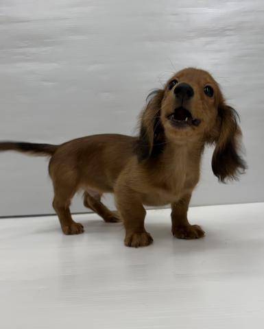 和歌山県のミニチュアダックスフンド(ロング) (ペットアミ 岩出店/2025年11月7日生まれ/男の子/レッド)の子犬の2枚目の画像