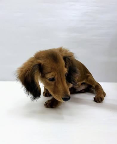 和歌山県のミニチュアダックスフンド(ロング) (ペットアミ 岩出店/2025年11月7日生まれ/男の子/レッド)の子犬の3枚目の画像