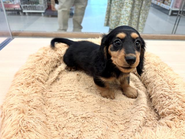 ミニチュアダックスフンド