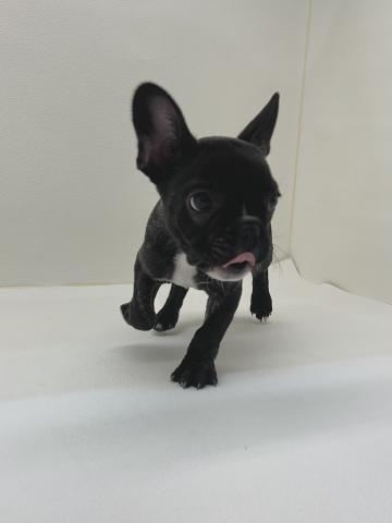 三重県のフレンチブルドッグ (ペットアミ 名張店/2025年12月19日生まれ/女の子/ブリンドルホワイト)の子犬の3枚目の画像