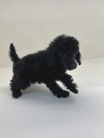 三重県のトイプードル(トイ) (ペットアミ 名張店/2025年12月18日生まれ/女の子/ブラック)の子犬の2枚目の画像