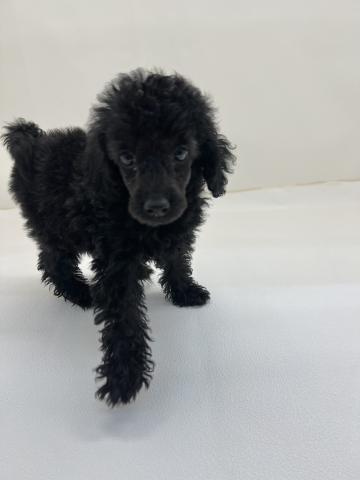三重県のトイプードル(トイ) (ペットアミ 名張店/2025年12月18日生まれ/女の子/ブラック)の子犬の4枚目の画像