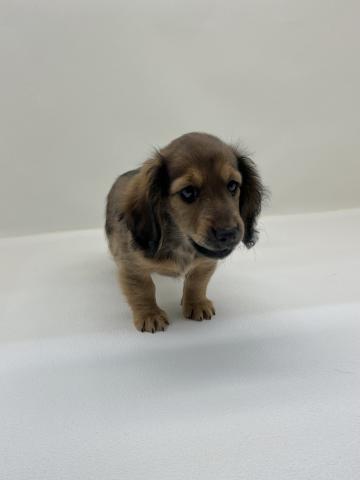 三重県のミニチュアダックスフンド(ロング) (ペットアミ 名張店/2025年12月20日生まれ/女の子/レッド)の子犬の2枚目の画像